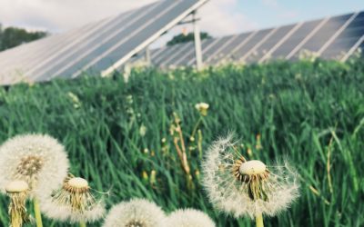 Flowers grow well beneath solar panels, according to a study