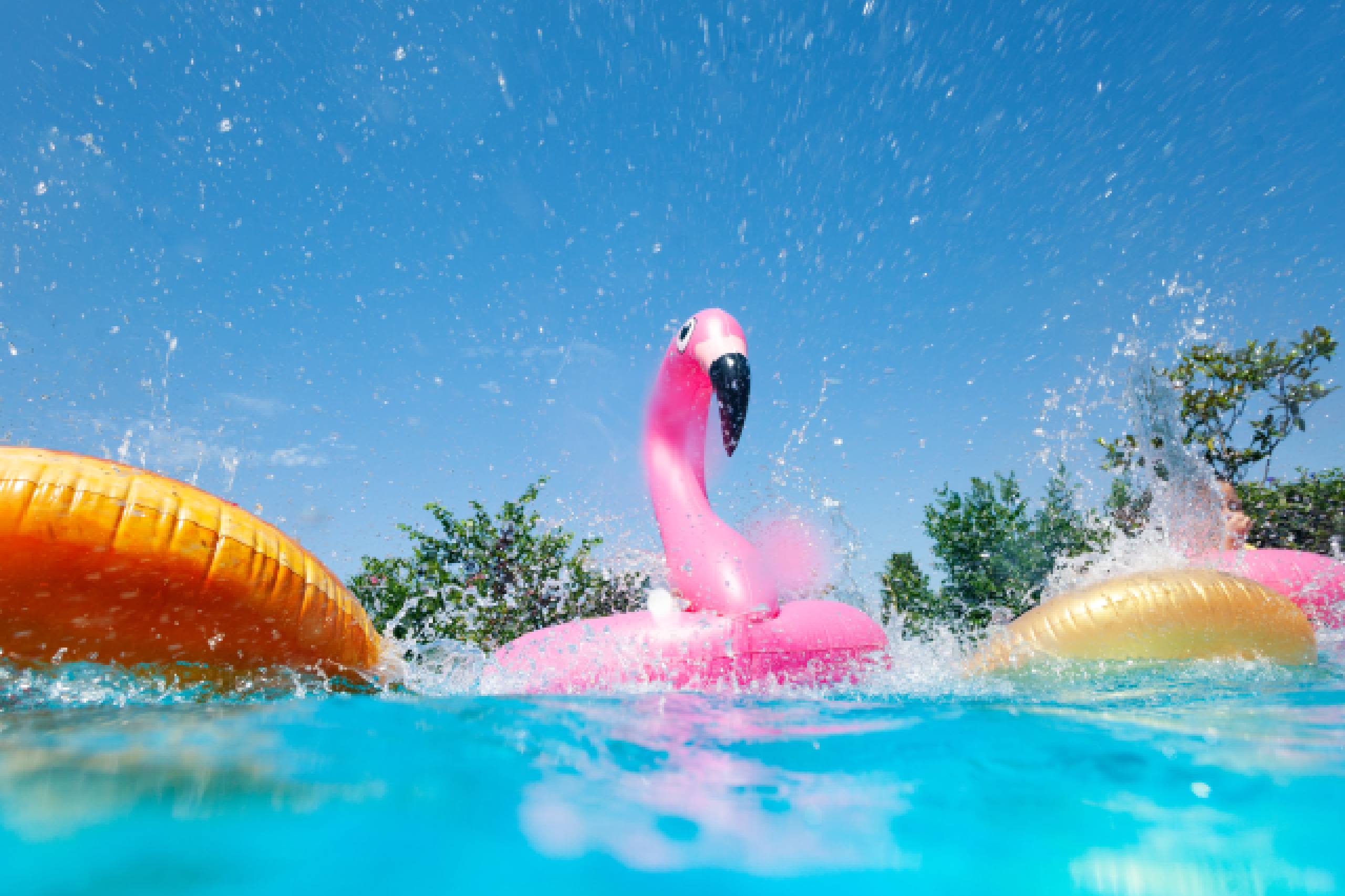 pink artificial duck in a swimming pool